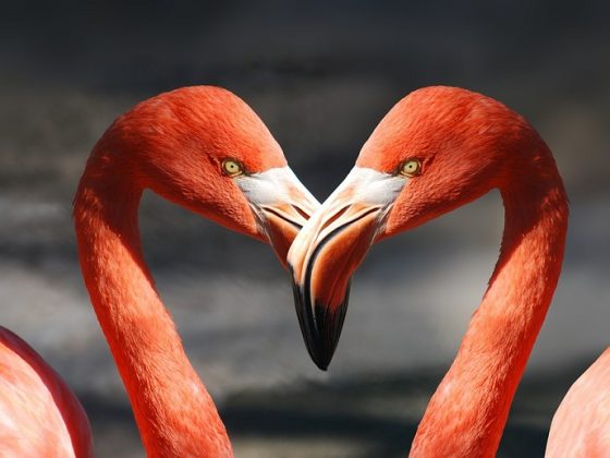 Flamingo heart