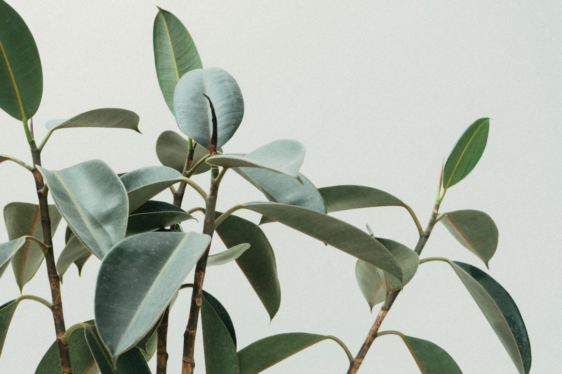 Plants for the home